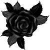 black gothic rose