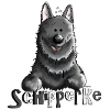 Drôle Schipperke - Chien - Animal