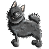Funny Schipperke - Dog - Dogs