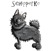 Funny Schipperke - Dog - Spitzke