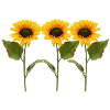 Three sunflowers