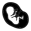 bébé grossesse foetus
