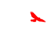 free bird
