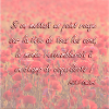 Champs de coquelicots