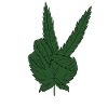 Feuilles de chanvre marijuana