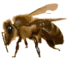 Bee Fluff