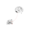 heart and brain