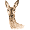 Roe deer