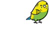 Love Budgie white