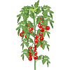 Tomato garden tomato plant