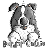 Sweet Border Collie - Dog