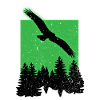White-tailed Eagle