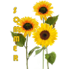 Summer, sunflowers