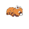 Roter Panda
