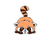 Roter Panda