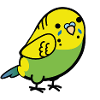 Budgerigar