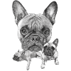 French Bulldog