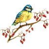 Sikorka Vogel