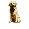 Golden Retriever dog lover