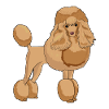 Poodle