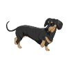 Dachshund