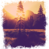 Tree glade sunshine
