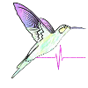 Kolibri effect heartbeat