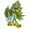 THC Maennchen Cannabis Marijuana CBD