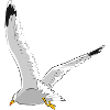 Seagull in flight