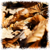 feuille