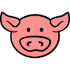 Sweet cute pig face