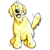 Funny Golden Retriever - Dog