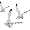 gull