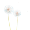 Dandelion Dandelion flowers Dandelion