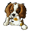 chiot cavalier king charles