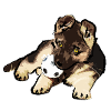 L.I.P Chiot Berger Allemand