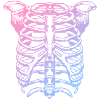 Skeleton