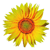 Sunflower | Sun joy Laughing nature
