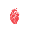 Heart anatomy