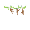 Cool Monkey Monkey