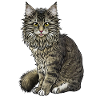 Maine Coon cat