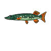 Pêche au brochet