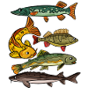Pêche carpe brochet truite