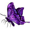 Butterfly Butterfly Violet Purple Gift