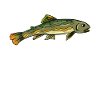 Fishing angler trout fish