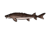 Fishing angler sturgeon fish
