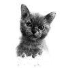 Cat motif