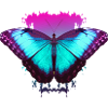 Butterfly Butterfly Gift
