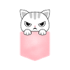 Chat grincheux - chaton