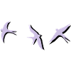swallow